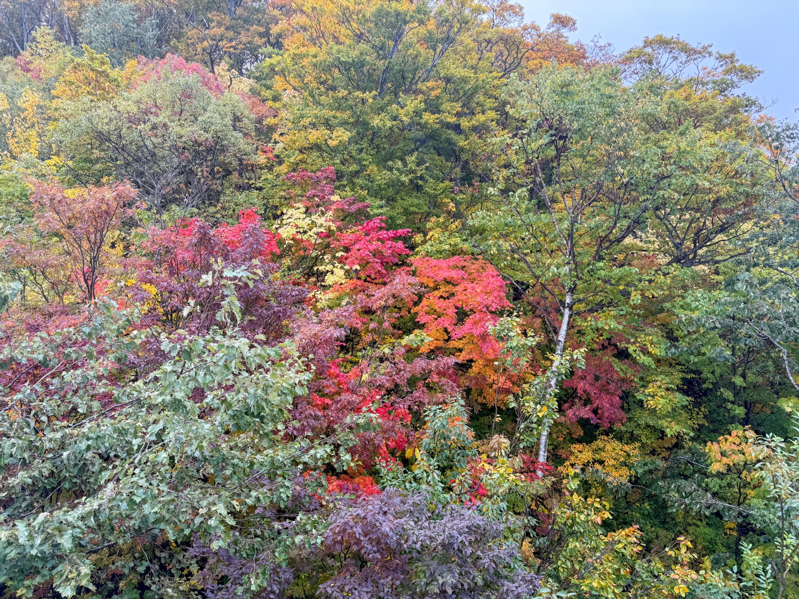 [日本青森]城倉大橋超美壯觀的楓葉峽谷視角｜滿山滿谷紅黃交錯 峽谷瀑布點綴超好拍｜橋上遠望遼闊景色 像一幅水彩畫｜順遊酸湯溫泉與地獄沼 秋楓還有機會遇見初雪