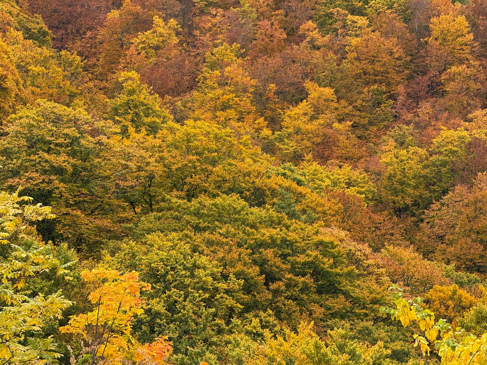 [日本青森]城倉大橋超美壯觀的楓葉峽谷視角｜滿山滿谷紅黃交錯 峽谷瀑布點綴超好拍｜橋上遠望遼闊景色 像一幅水彩畫｜順遊酸湯溫泉與地獄沼 秋楓還有機會遇見初雪