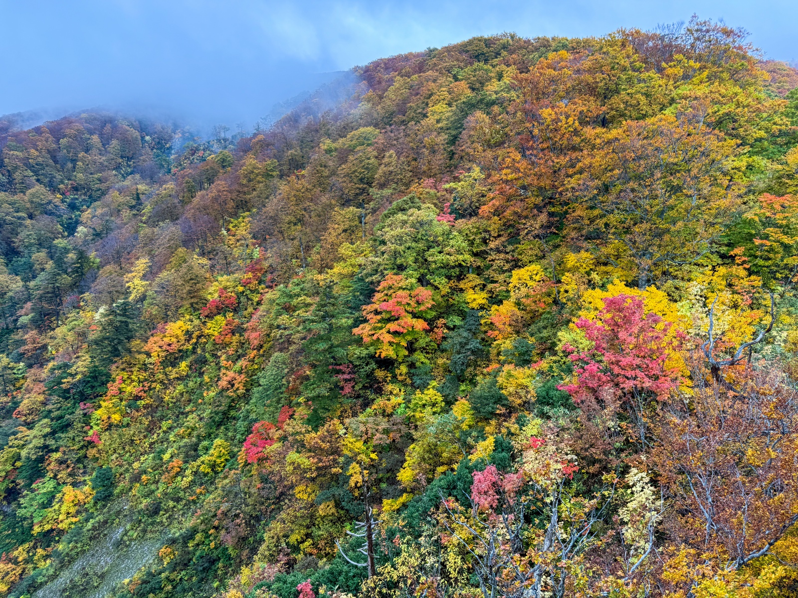 [日本青森]城倉大橋超美壯觀的楓葉峽谷視角｜滿山滿谷紅黃交錯 峽谷瀑布點綴超好拍｜橋上遠望遼闊景色 像一幅水彩畫｜順遊酸湯溫泉與地獄沼 秋楓還有機會遇見初雪