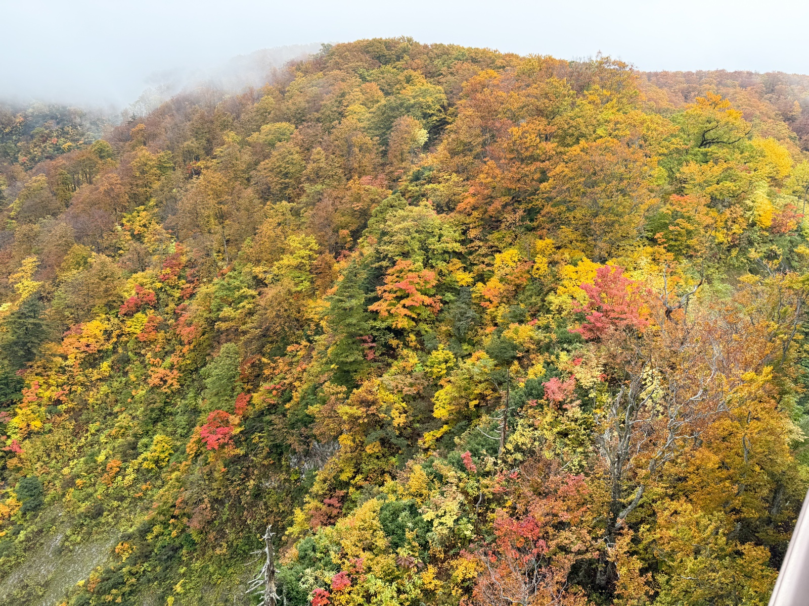 [日本青森]城倉大橋超美壯觀的楓葉峽谷視角｜滿山滿谷紅黃交錯 峽谷瀑布點綴超好拍｜橋上遠望遼闊景色 像一幅水彩畫｜順遊酸湯溫泉與地獄沼 秋楓還有機會遇見初雪