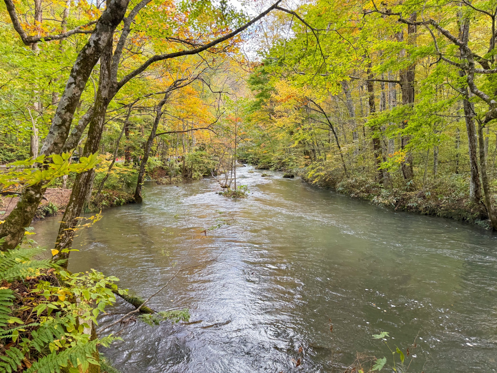 [日本青森]奧入瀨溪流 日本最美溪流之一｜四季皆美 夏綠秋楓冬雪都好美｜必看阿修羅之流＋雲井瀑布＋銚子大瀑｜JR巴士沿線輕鬆玩 休屋看十和田湖景＋溪流館用餐補給