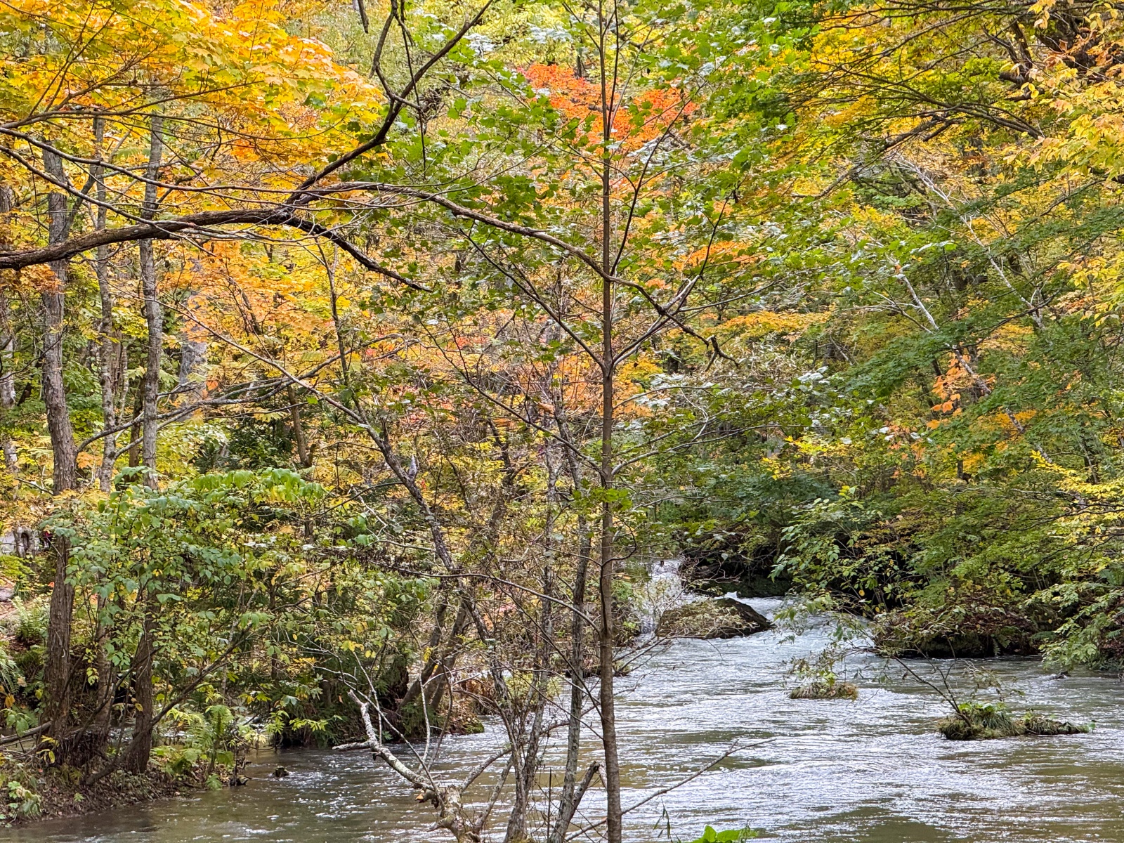 [日本青森]奧入瀨溪流 日本最美溪流之一｜四季皆美 夏綠秋楓冬雪都好美｜必看阿修羅之流＋雲井瀑布＋銚子大瀑｜JR巴士沿線輕鬆玩 休屋看十和田湖景＋溪流館用餐補給