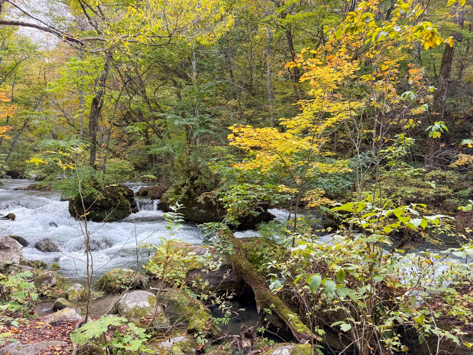 [日本青森]奧入瀨溪流 日本最美溪流之一｜四季皆美 夏綠秋楓冬雪都好美｜必看阿修羅之流＋雲井瀑布＋銚子大瀑｜JR巴士沿線輕鬆玩 休屋看十和田湖景＋溪流館用餐補給