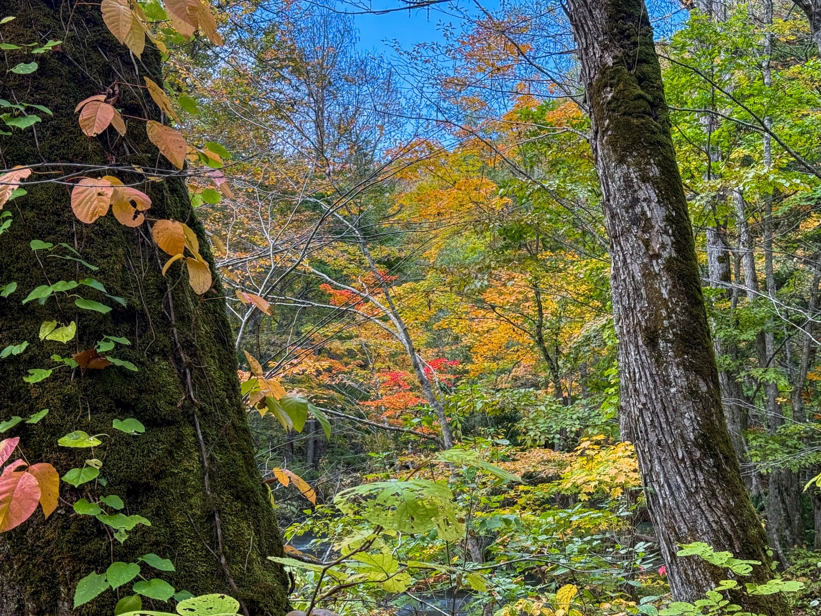 [日本青森]奧入瀨溪流 日本最美溪流之一｜四季皆美 夏綠秋楓冬雪都好美｜必看阿修羅之流＋雲井瀑布＋銚子大瀑｜JR巴士沿線輕鬆玩 休屋看十和田湖景＋溪流館用餐補給
