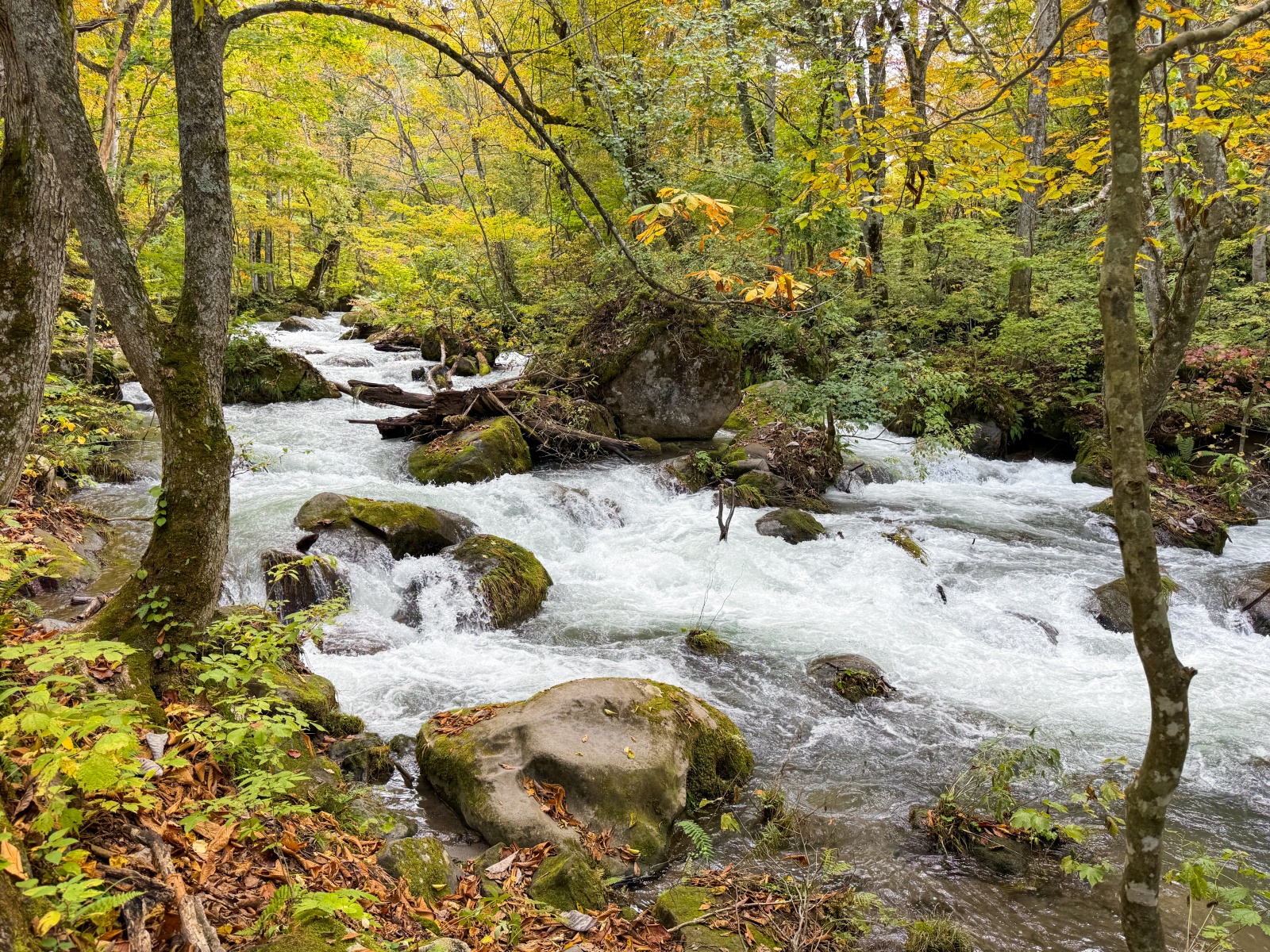[日本青森]奧入瀨溪流 日本最美溪流之一｜四季皆美 夏綠秋楓冬雪都好美｜必看阿修羅之流＋雲井瀑布＋銚子大瀑｜JR巴士沿線輕鬆玩 休屋看十和田湖景＋溪流館用餐補給