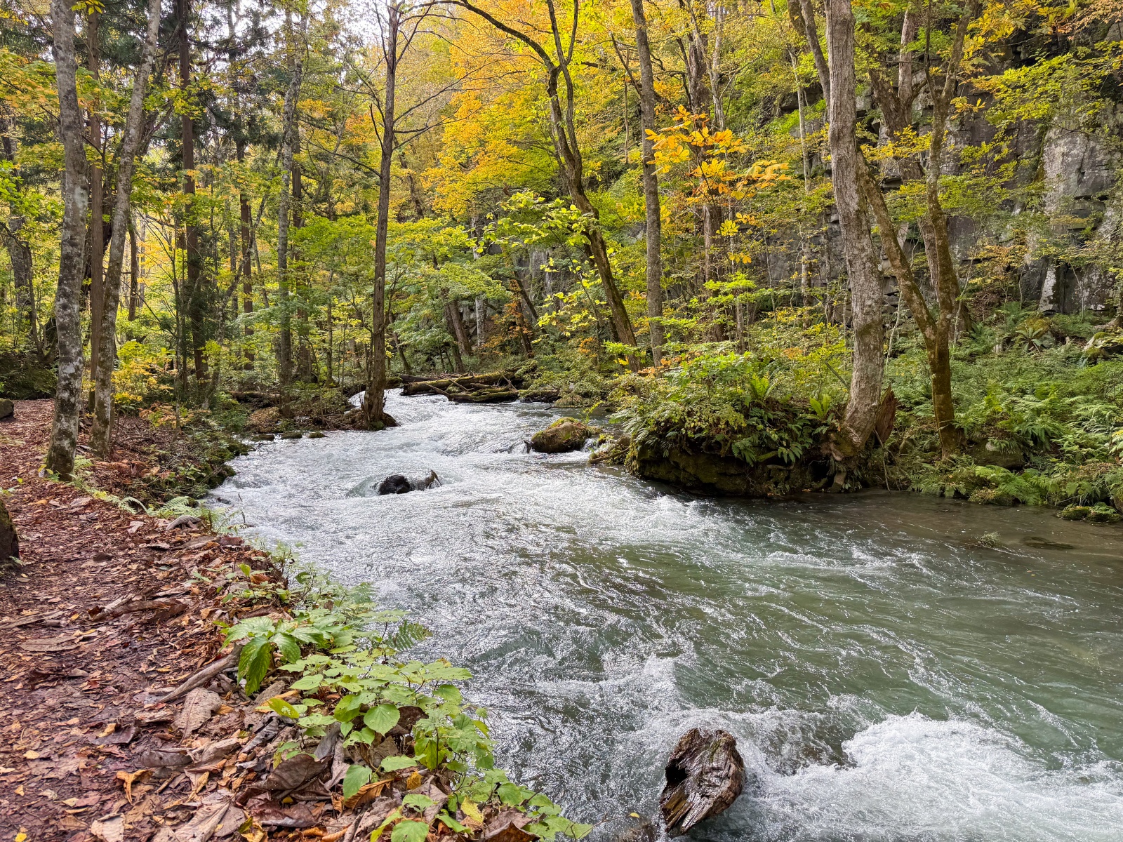[日本青森]奧入瀨溪流 日本最美溪流之一｜四季皆美 夏綠秋楓冬雪都好美｜必看阿修羅之流＋雲井瀑布＋銚子大瀑｜JR巴士沿線輕鬆玩 休屋看十和田湖景＋溪流館用餐補給