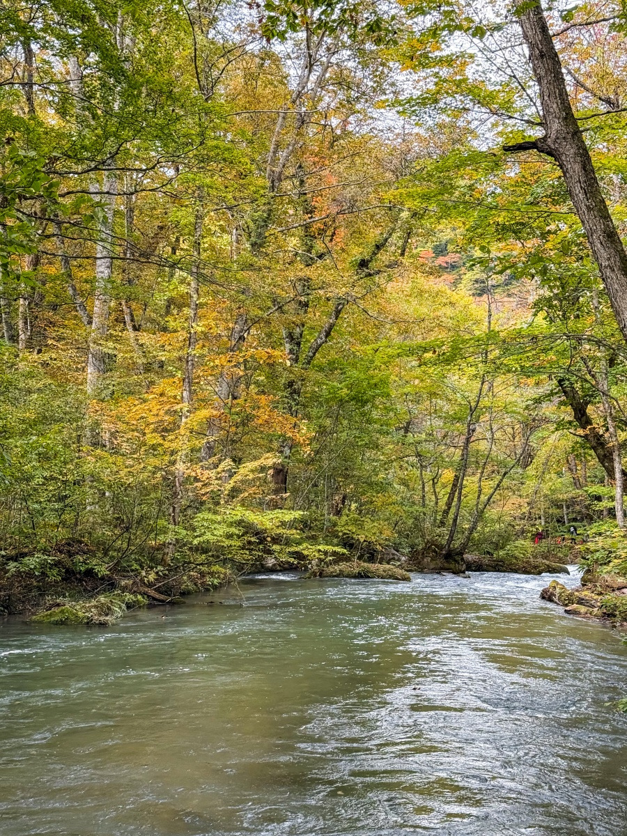 [日本青森]奧入瀨溪流 日本最美溪流之一｜四季皆美 夏綠秋楓冬雪都好美｜必看阿修羅之流＋雲井瀑布＋銚子大瀑｜JR巴士沿線輕鬆玩 休屋看十和田湖景＋溪流館用餐補給