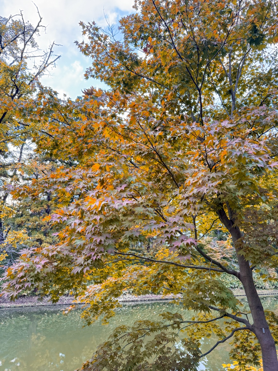 [日本弘前]弘前公園 Hirosaki Park｜見證東北僅存的江戶天守「弘前城」｜櫻花＆楓葉雙季皆美 護城河倒影超好拍｜可遠望岩木山 景色滿分
