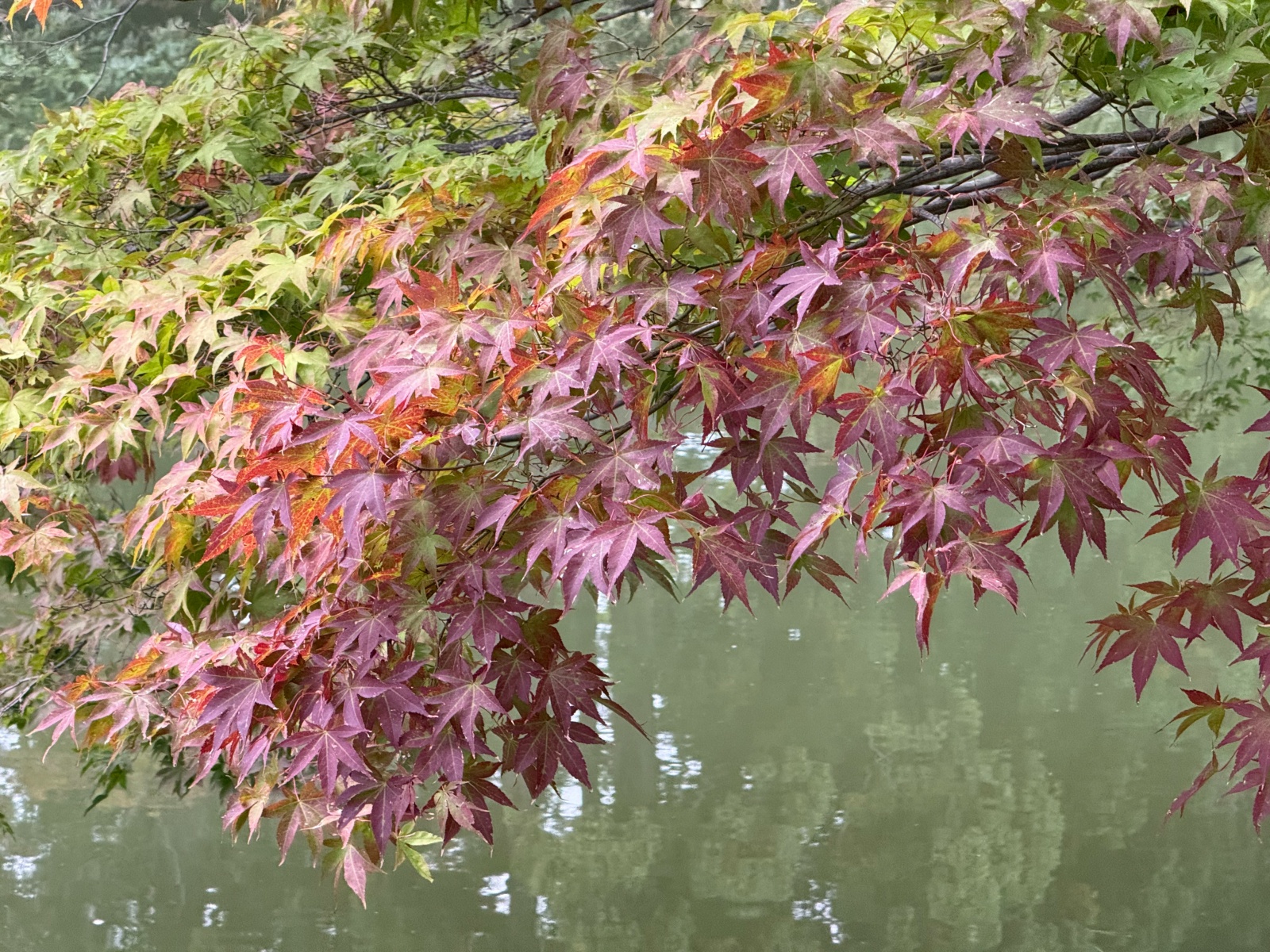 [日本弘前]弘前公園 Hirosaki Park｜見證東北僅存的江戶天守「弘前城」｜櫻花＆楓葉雙季皆美 護城河倒影超好拍｜可遠望岩木山 景色滿分