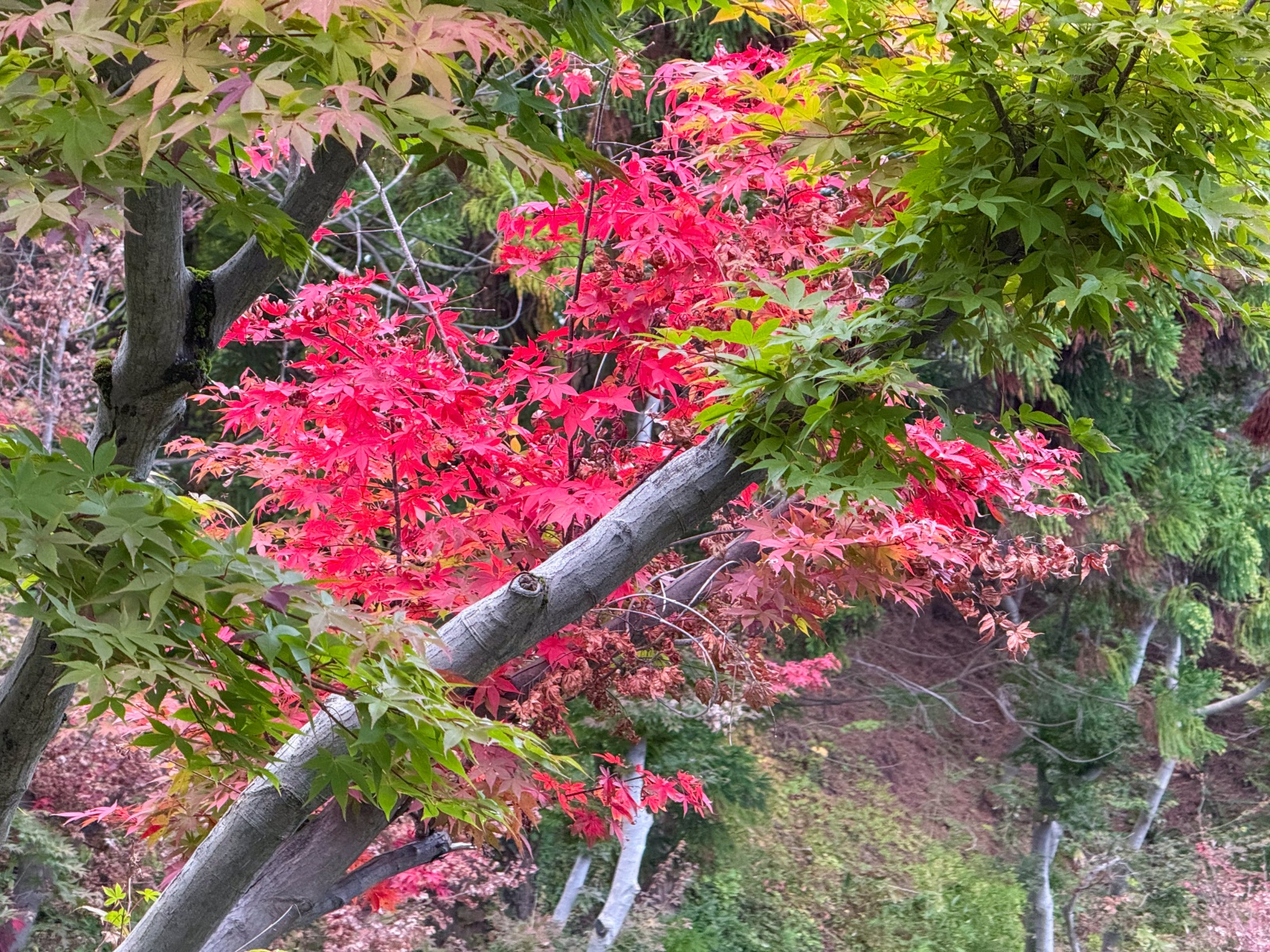 [日本弘前]弘前公園 Hirosaki Park｜見證東北僅存的江戶天守「弘前城」｜櫻花＆楓葉雙季皆美 護城河倒影超好拍｜可遠望岩木山 景色滿分