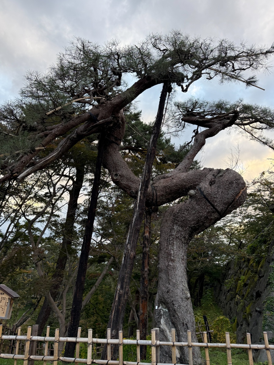 [日本弘前]弘前公園 Hirosaki Park｜見證東北僅存的江戶天守「弘前城」｜櫻花＆楓葉雙季皆美 護城河倒影超好拍｜可遠望岩木山 景色滿分