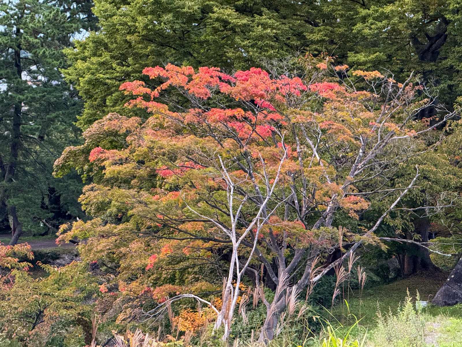 [日本弘前]弘前公園 Hirosaki Park｜見證東北僅存的江戶天守「弘前城」｜櫻花＆楓葉雙季皆美 護城河倒影超好拍｜可遠望岩木山 景色滿分