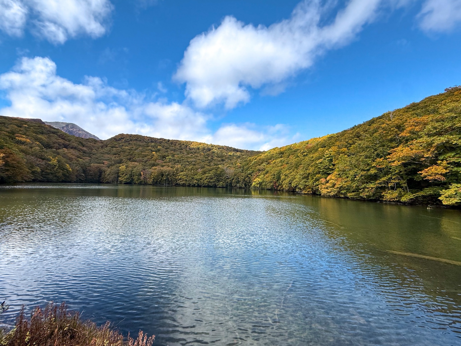 [日本青森]蔦沼 森林裡的靜謐湖泊｜湖面青綠環繞山林 風景優美像小小生態公園｜步道濕地很好走 空氣超清新｜清晨想拍鏡面倒影人超多 要卡位請提早到