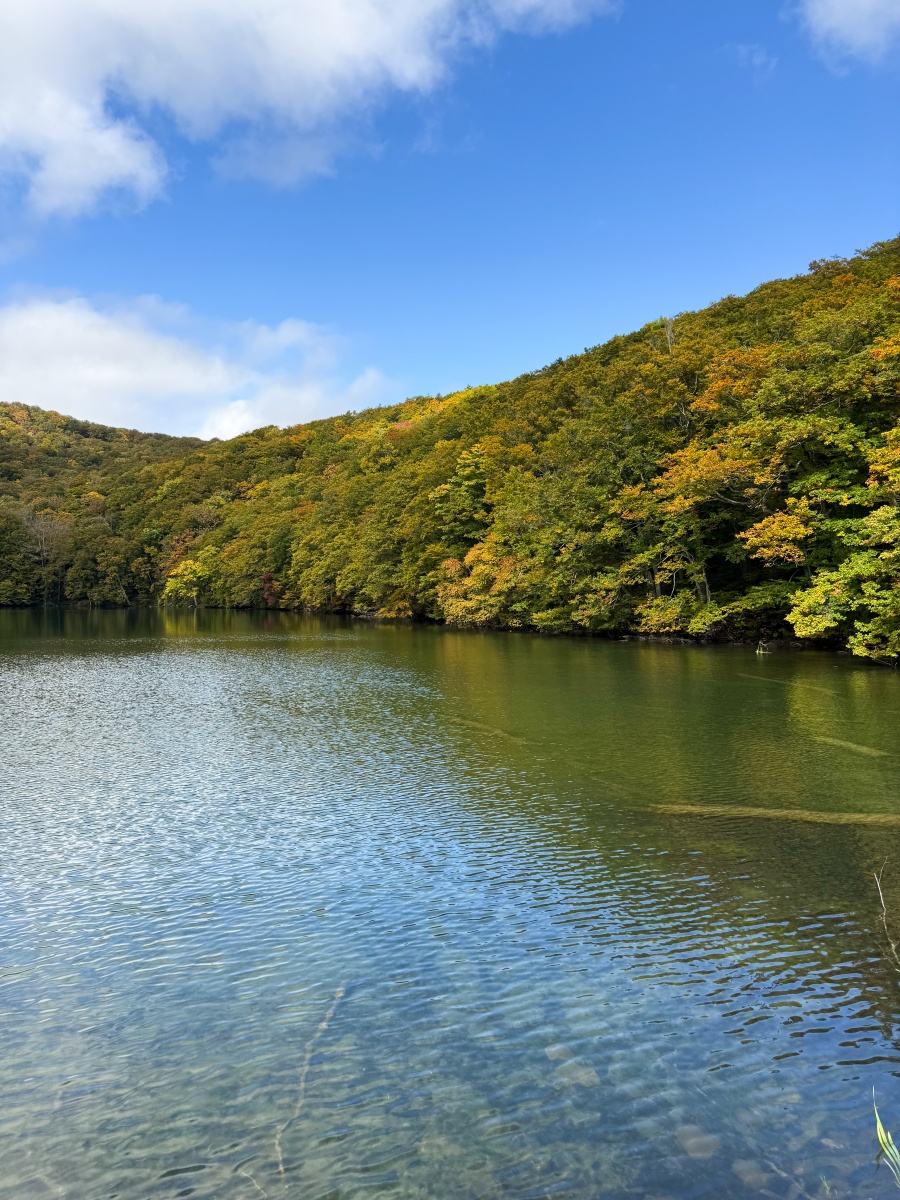 [日本青森]蔦沼 森林裡的靜謐湖泊｜湖面青綠環繞山林 風景優美像小小生態公園｜步道濕地很好走 空氣超清新｜清晨想拍鏡面倒影人超多 要卡位請提早到