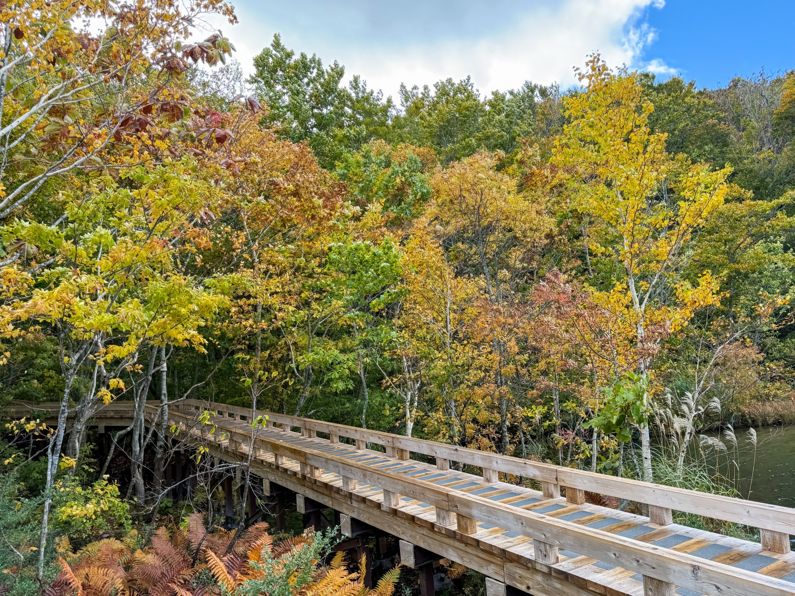 [日本青森]蔦沼 森林裡的靜謐湖泊｜湖面青綠環繞山林 風景優美像小小生態公園｜步道濕地很好走 空氣超清新｜清晨想拍鏡面倒影人超多 要卡位請提早到