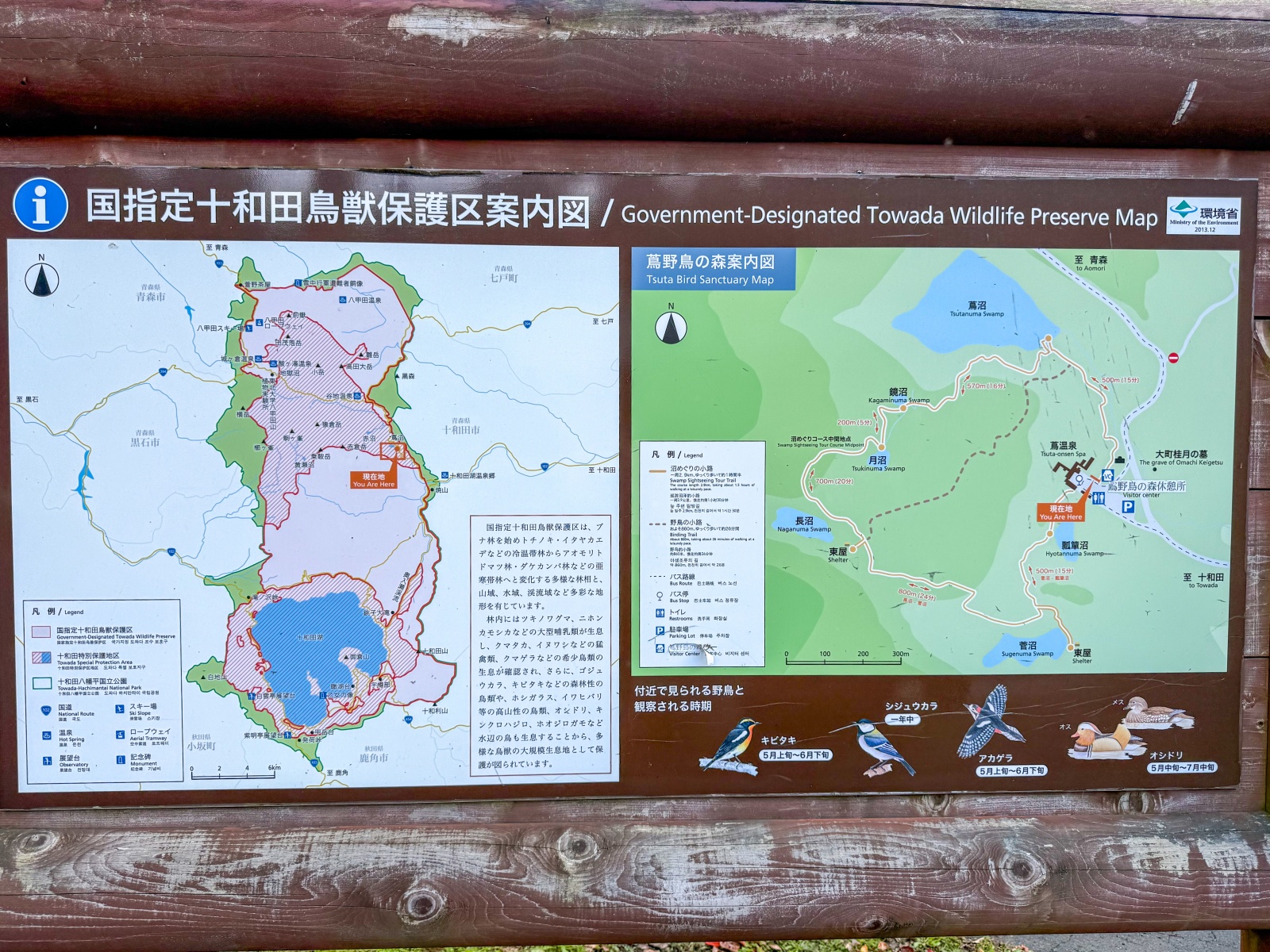 [日本青森]蔦沼 森林裡的靜謐湖泊｜湖面青綠環繞山林 風景優美像小小生態公園｜步道濕地很好走 空氣超清新｜清晨想拍鏡面倒影人超多 要卡位請提早到