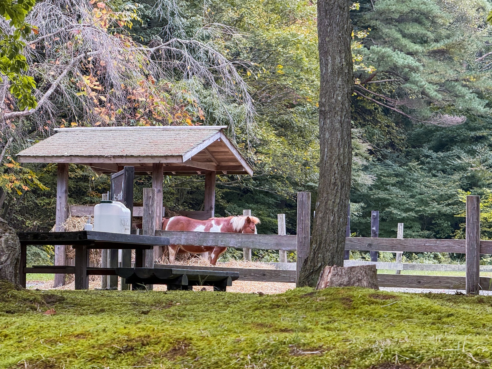 [日本青森]星野集團 青森屋 Hoshino Resorts Aomoriya 溫泉飯店 青森住宿推薦｜蘋果汁水龍頭 浮湯露天溫泉 森林泡湯｜晚餐海鮮自助餐＋早餐鮭魚卵吃到飽｜陸奧祭屋表演必看