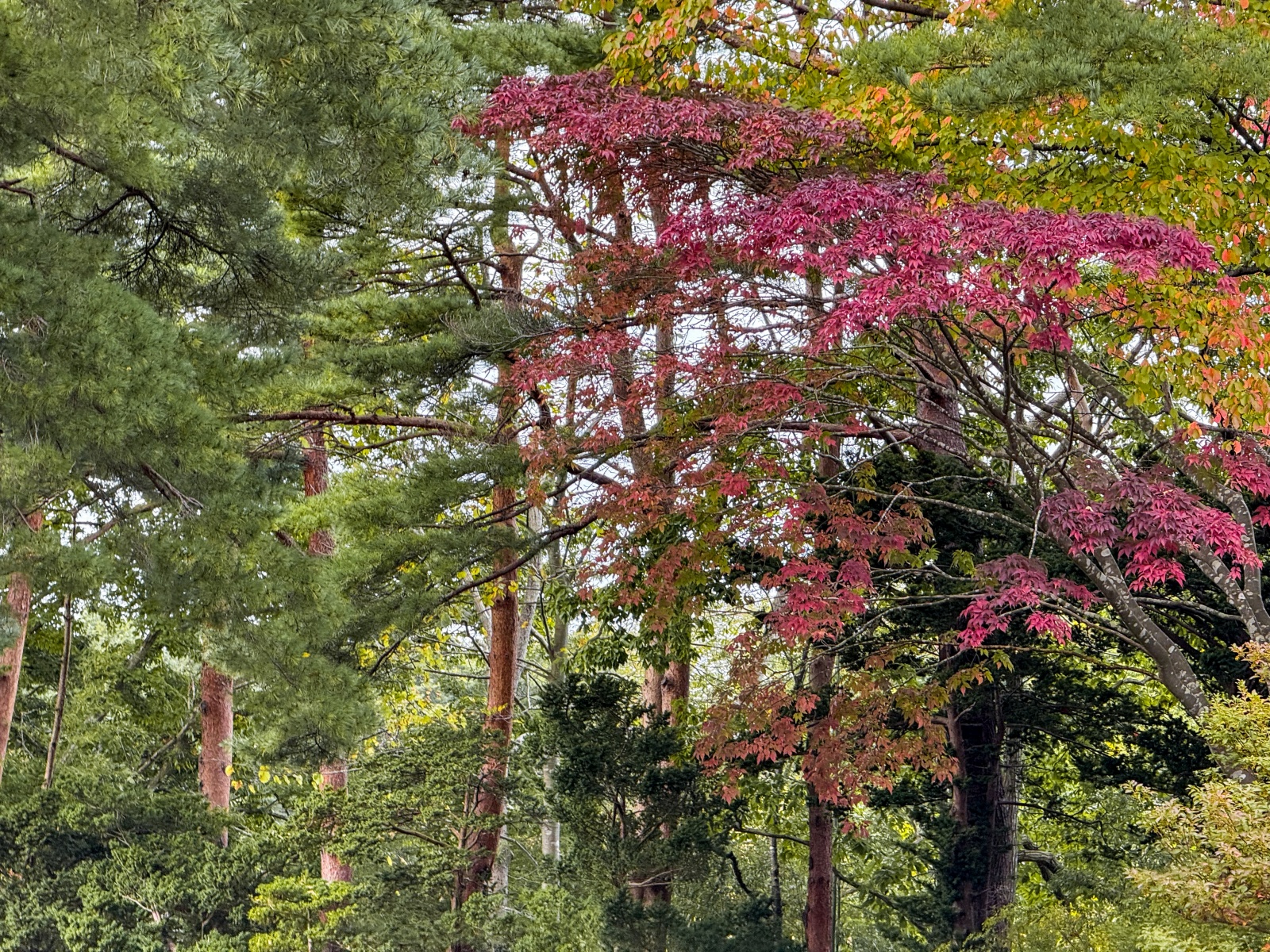 [日本青森]星野集團 青森屋 Hoshino Resorts Aomoriya 溫泉飯店 青森住宿推薦｜蘋果汁水龍頭 浮湯露天溫泉 森林泡湯｜晚餐海鮮自助餐＋早餐鮭魚卵吃到飽｜陸奧祭屋表演必看