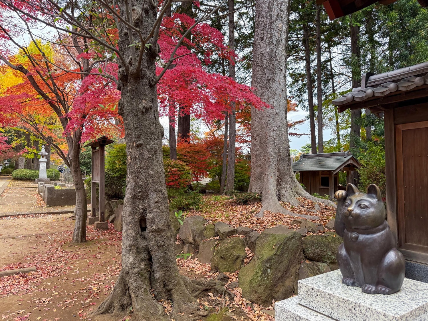 [日本東京]豪德寺 Gotokuji 招福貓神社 貓奴必收口袋名單｜11月意外遇見超美楓紅 神社氛圍超好拍｜招福貓打卡點密集到爆 拍好拍滿停不下來｜御守御朱印＋招福貓周邊伴手禮一次買齊