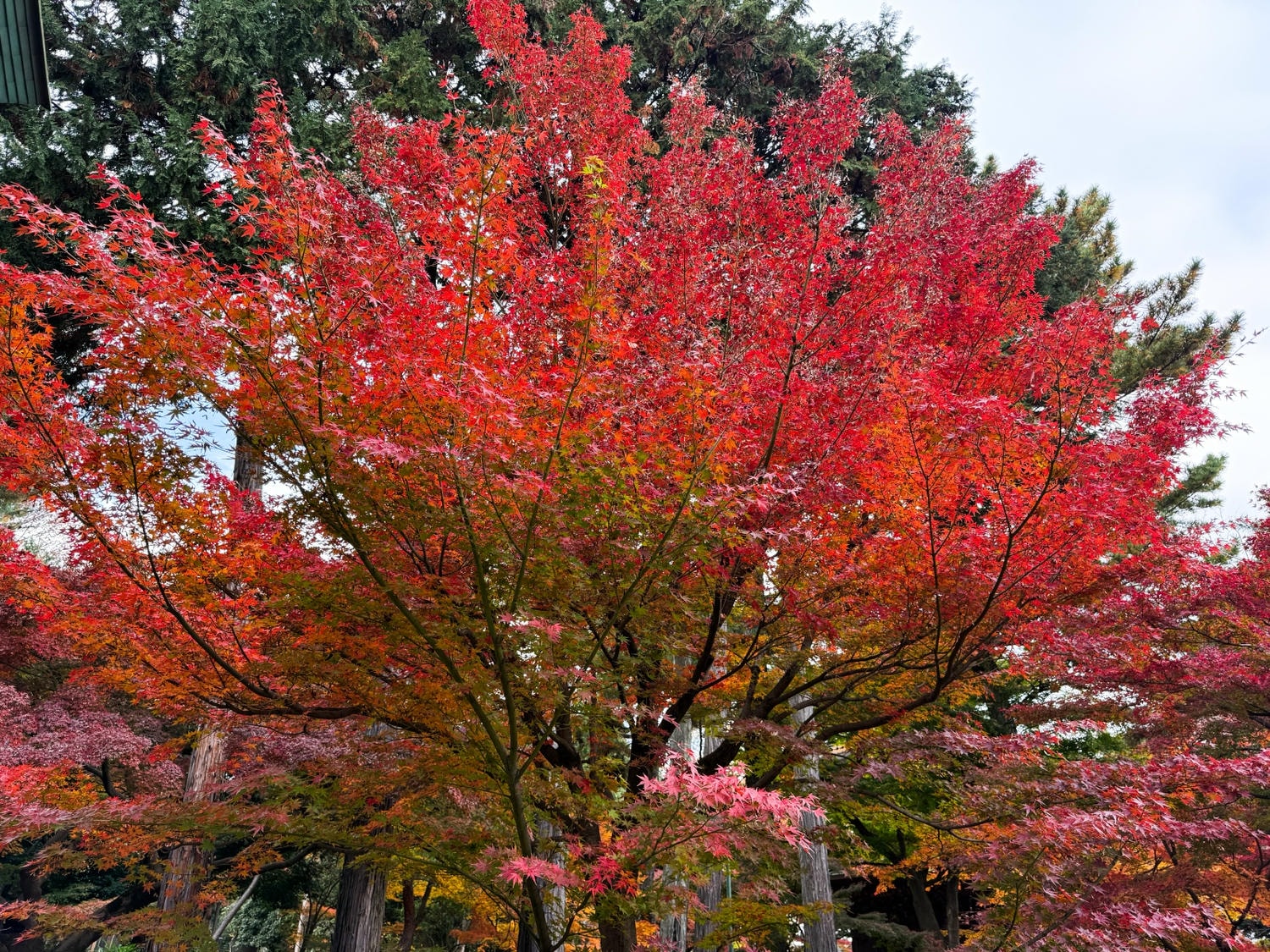 [日本東京]豪德寺 Gotokuji 招福貓神社 貓奴必收口袋名單｜11月意外遇見超美楓紅 神社氛圍超好拍｜招福貓打卡點密集到爆 拍好拍滿停不下來｜御守御朱印＋招福貓周邊伴手禮一次買齊