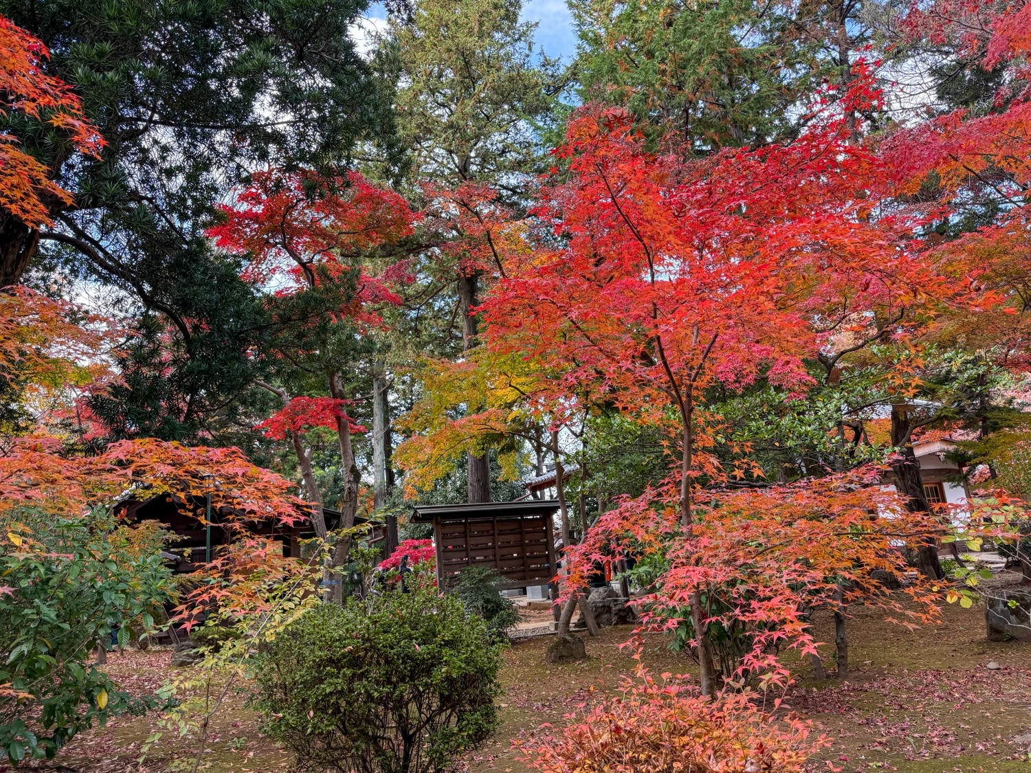 [日本東京]豪德寺 Gotokuji 招福貓神社 貓奴必收口袋名單｜11月意外遇見超美楓紅 神社氛圍超好拍｜招福貓打卡點密集到爆 拍好拍滿停不下來｜御守御朱印＋招福貓周邊伴手禮一次買齊