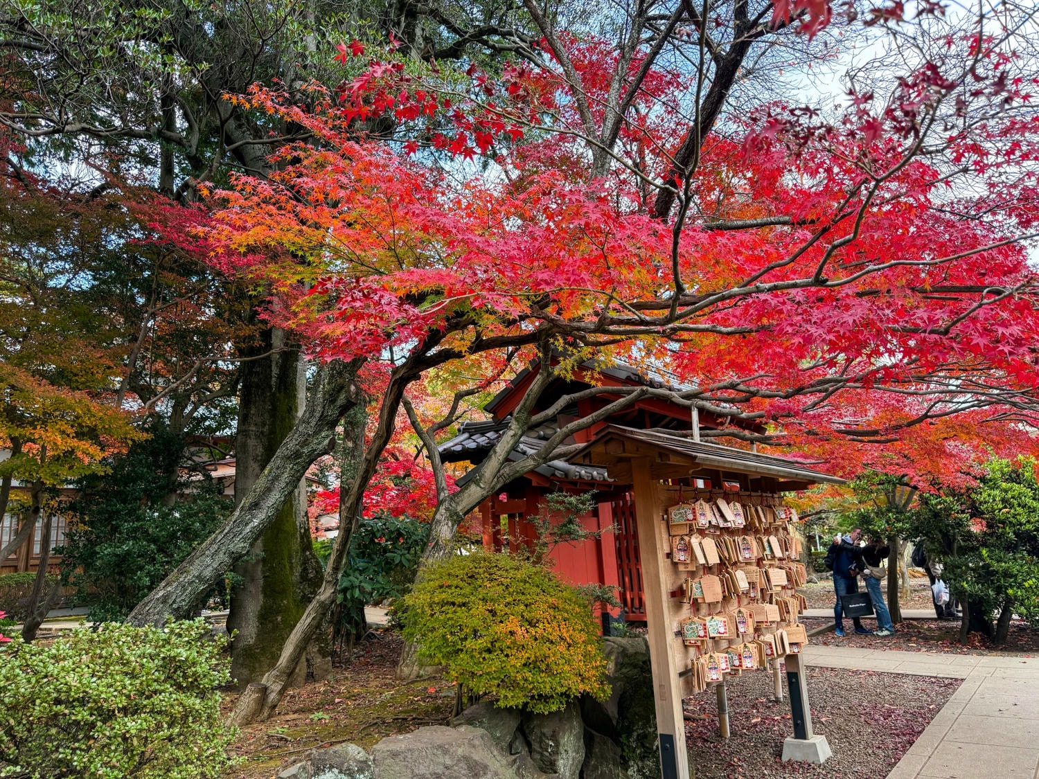 [日本東京]豪德寺 Gotokuji 招福貓神社 貓奴必收口袋名單｜11月意外遇見超美楓紅 神社氛圍超好拍｜招福貓打卡點密集到爆 拍好拍滿停不下來｜御守御朱印＋招福貓周邊伴手禮一次買齊