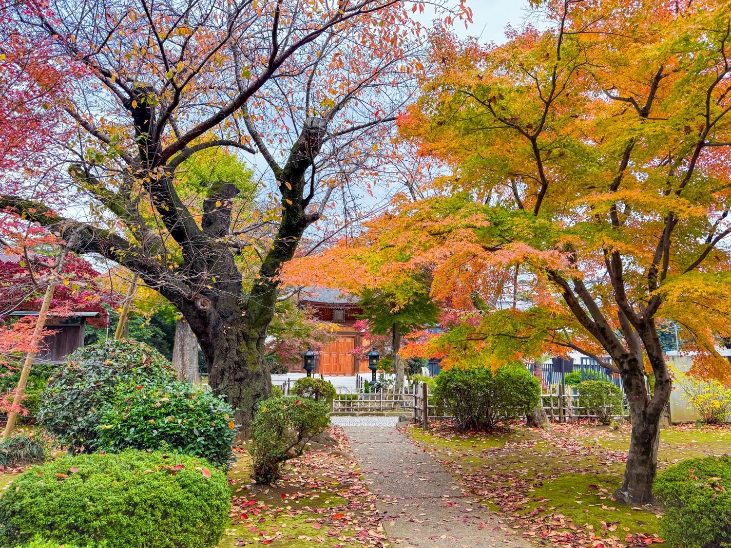 [日本東京]豪德寺 Gotokuji 招福貓神社 貓奴必收口袋名單｜11月意外遇見超美楓紅 神社氛圍超好拍｜招福貓打卡點密集到爆 拍好拍滿停不下來｜御守御朱印＋招福貓周邊伴手禮一次買齊