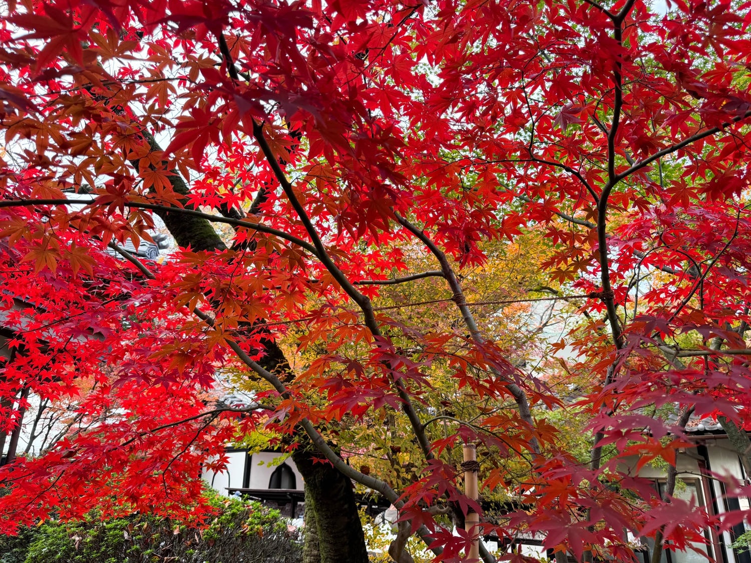 [日本東京]豪德寺 Gotokuji 招福貓神社 貓奴必收口袋名單｜11月意外遇見超美楓紅 神社氛圍超好拍｜招福貓打卡點密集到爆 拍好拍滿停不下來｜御守御朱印＋招福貓周邊伴手禮一次買齊