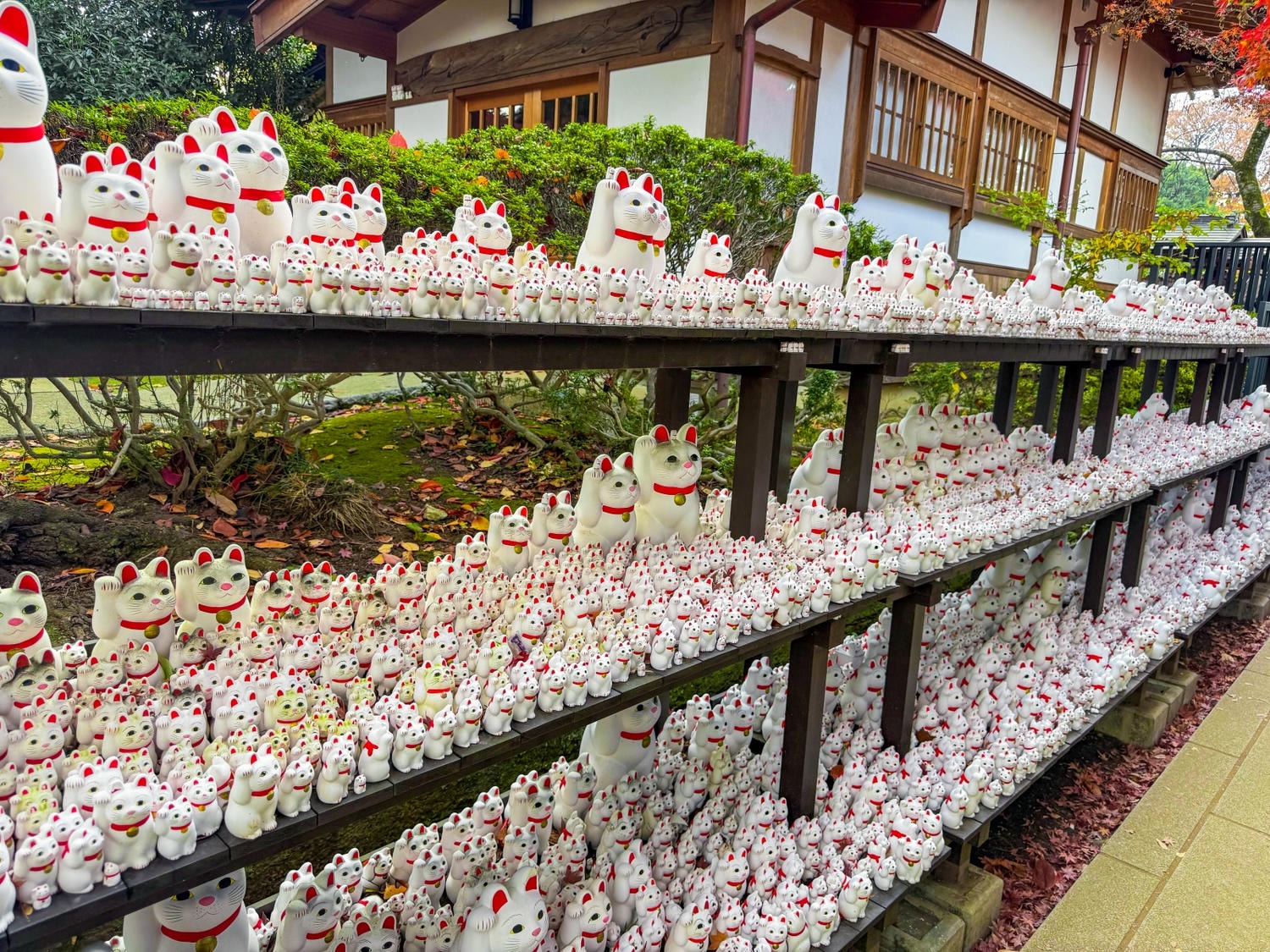 [日本東京]豪德寺 Gotokuji 招福貓神社 貓奴必收口袋名單｜11月意外遇見超美楓紅 神社氛圍超好拍｜招福貓打卡點密集到爆 拍好拍滿停不下來｜御守御朱印＋招福貓周邊伴手禮一次買齊