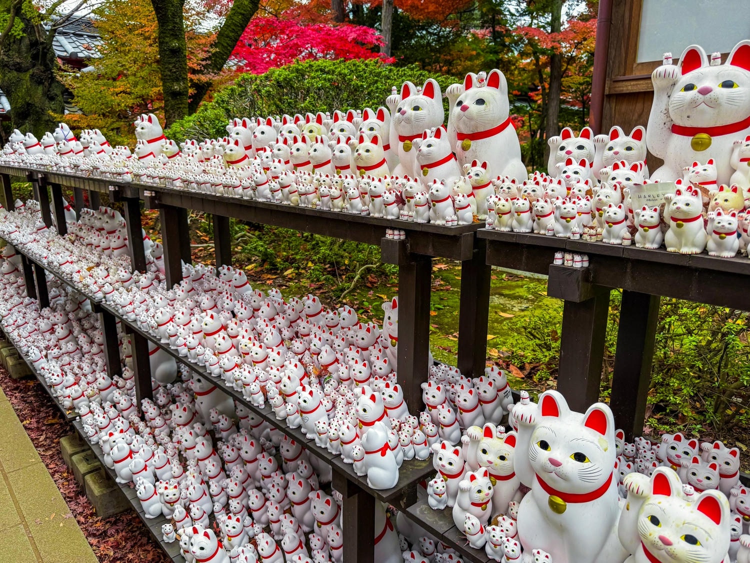 [日本東京]豪德寺 Gotokuji 招福貓神社 貓奴必收口袋名單｜11月意外遇見超美楓紅 神社氛圍超好拍｜招福貓打卡點密集到爆 拍好拍滿停不下來｜御守御朱印＋招福貓周邊伴手禮一次買齊
