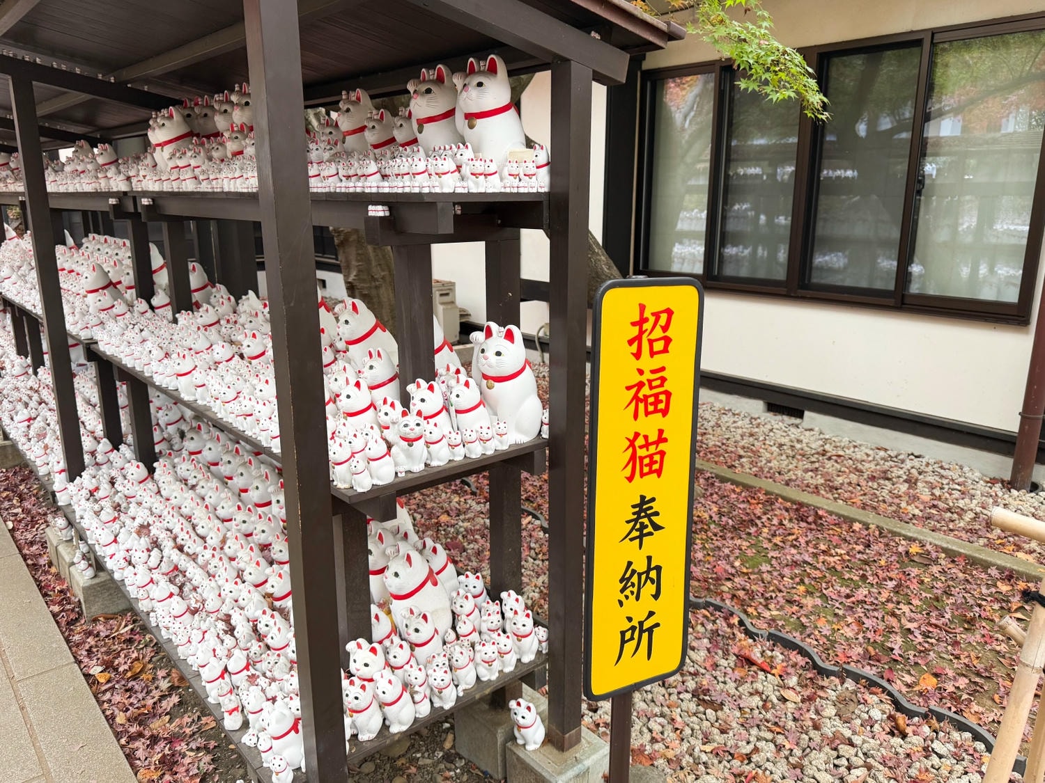 [日本東京]豪德寺 Gotokuji 招福貓神社 貓奴必收口袋名單｜11月意外遇見超美楓紅 神社氛圍超好拍｜招福貓打卡點密集到爆 拍好拍滿停不下來｜御守御朱印＋招福貓周邊伴手禮一次買齊