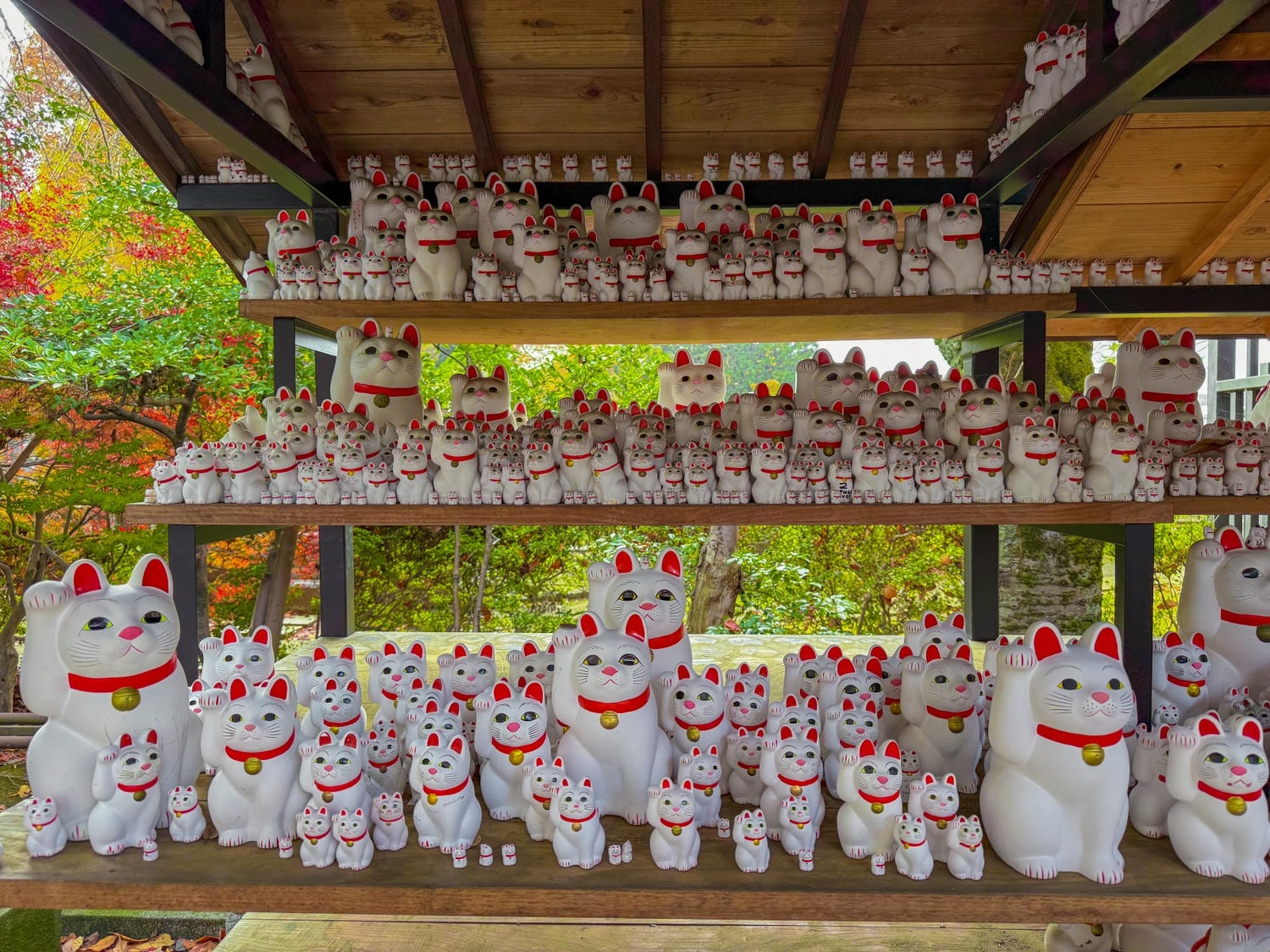 [日本東京]豪德寺 Gotokuji 招福貓神社 貓奴必收口袋名單｜11月意外遇見超美楓紅 神社氛圍超好拍｜招福貓打卡點密集到爆 拍好拍滿停不下來｜御守御朱印＋招福貓周邊伴手禮一次買齊
