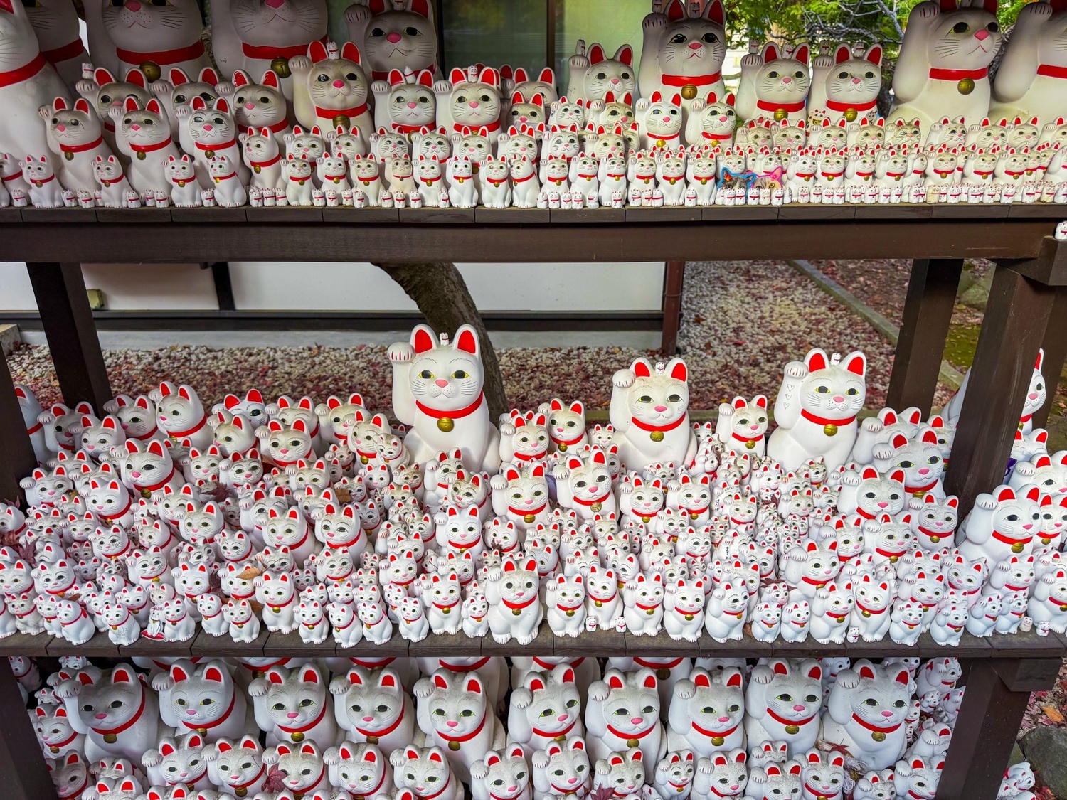[日本東京]豪德寺 Gotokuji 招福貓神社 貓奴必收口袋名單｜11月意外遇見超美楓紅 神社氛圍超好拍｜招福貓打卡點密集到爆 拍好拍滿停不下來｜御守御朱印＋招福貓周邊伴手禮一次買齊