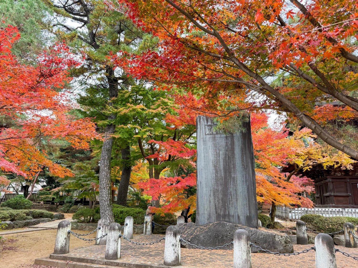 [日本東京]豪德寺 Gotokuji 招福貓神社 貓奴必收口袋名單｜11月意外遇見超美楓紅 神社氛圍超好拍｜招福貓打卡點密集到爆 拍好拍滿停不下來｜御守御朱印＋招福貓周邊伴手禮一次買齊