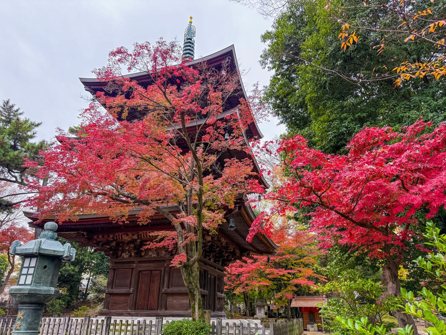 [日本東京]豪德寺 Gotokuji 招福貓神社 貓奴必收口袋名單｜11月意外遇見超美楓紅 神社氛圍超好拍｜招福貓打卡點密集到爆 拍好拍滿停不下來｜御守御朱印＋招福貓周邊伴手禮一次買齊