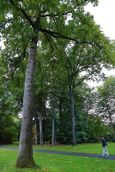 [荷蘭海爾德蘭]荷蘭梵谷國家公園(庫勒慕勒美術館)